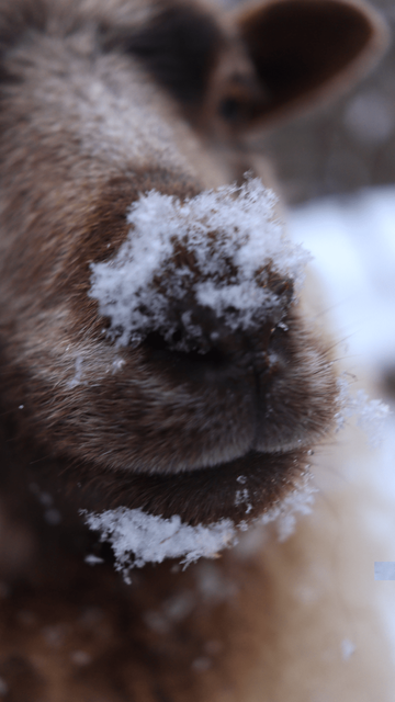 Shetland Sheep ewe nose after licking fallen snow piles