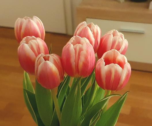 Ein Strauß rosa-weißer Tulpen in einer Vase.