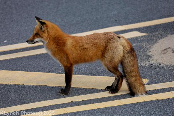 Foxy!