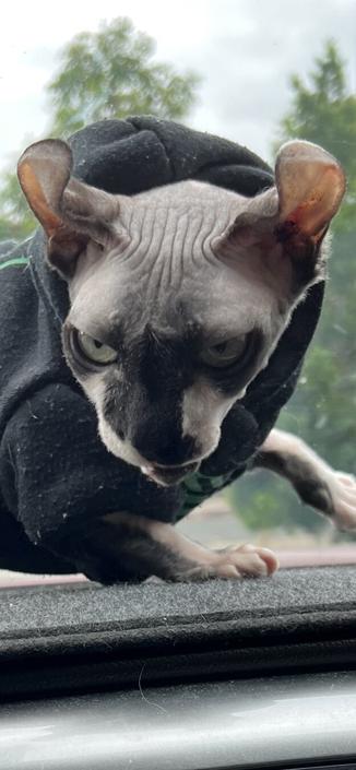 Zoom on elf cat giving stank face