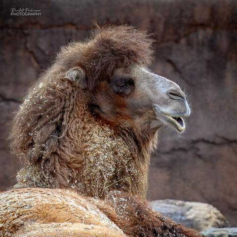 Head shot of a bactrian camel laying on the ground in the Saint Louis Zoo.