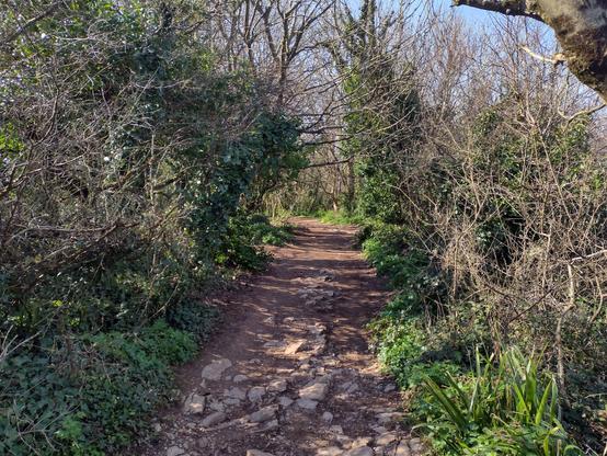 Looking down at a part of the coastal path that leads from Berry Head to Brixham. Trees and bushes boarded the stoney path, almost creating a tunnel.