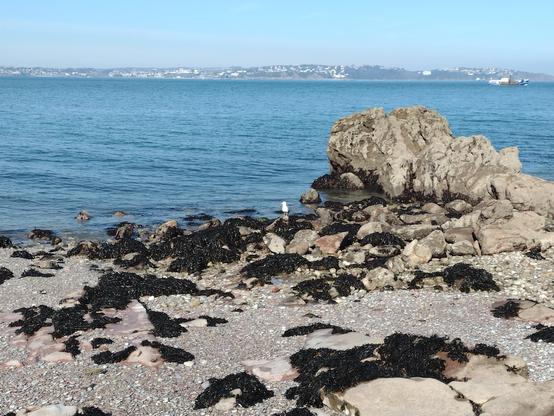 Looking out over pebbley beach near the Brixham breakwater. Large rocks and patches of seaweed can be seen in the foreground and along the very calm water edge.