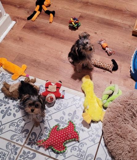 Two small Yorkie puppies sitting on a wooden floor looking up. They are surrounded by many different dog toys.