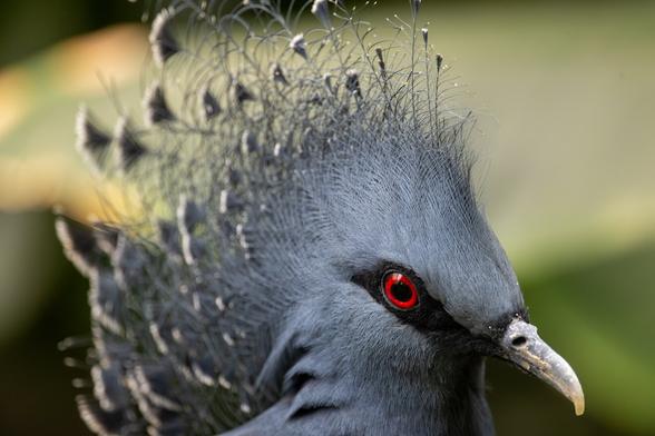 A photograph of a Victoria Crowned Pigeon, a grey bird with striking red eyes, the back of its head is a crown of light wispy feathers