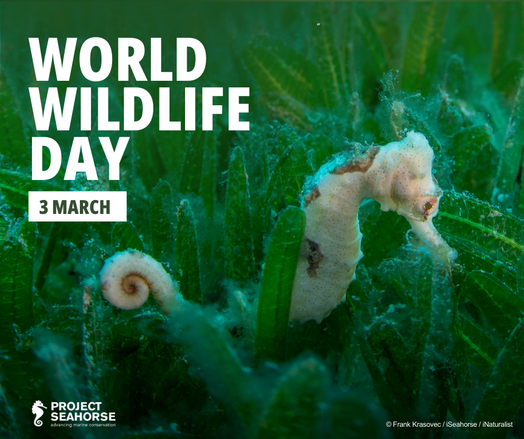 A Longsnout Seahorse (Hippocampus reidi) among seagrass, with "World Wildlife Day 3 March" text overlay promoting marine conservation.