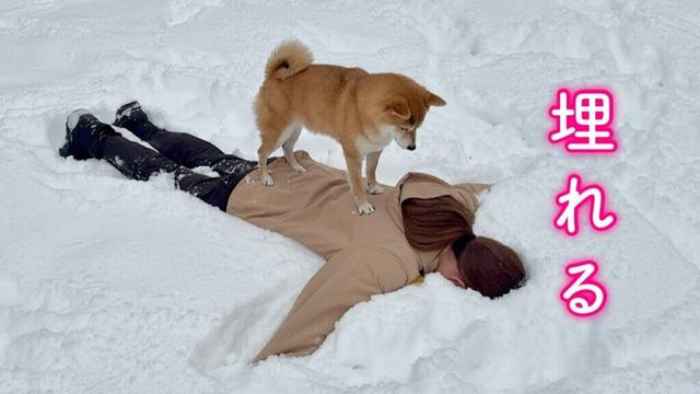 雪に埋まっているママを急いで救出しようと駆け寄る柴犬