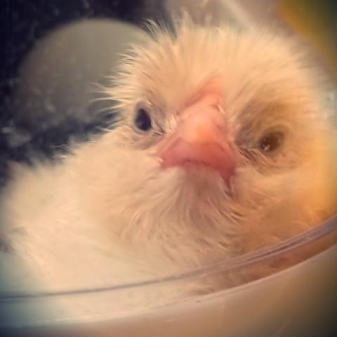 A freshly hatched golden yellow chick looks grumpily into the camera lens from it's corner of the incubator.