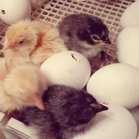 Freshly hatched chicks in an incubator surrounded by their unhatched siblings and friends. Some are golden yellow, while others look a little like penguins in chicken form.