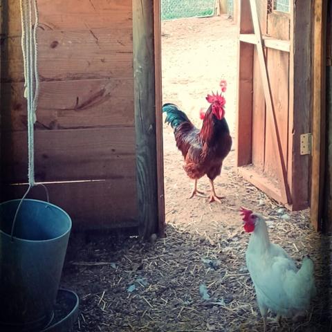 A Rhode Island Red rooster stalks proudly into a henhouse with a white Leghorn hen.