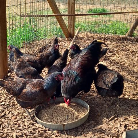A dark Cornish Game rooster and 7 hens eating from their feed trough in a coop.