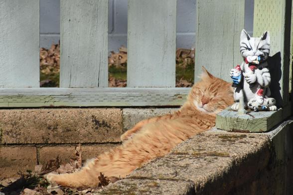 Oberon is a fluffy orange tabby. He lies reclining on his back, stretched out and leaning against the concrete blocks that form the base of a green wooden picket fence. His eyes are closed and he looks like he has a smile on his face. To his right is the sculpture of a white cat with black stripes that is sitting up. It has a gnome in its mouth and more gnomes captured in his paws.
