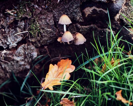 Close up colour picture of 3 tiny mushrooms growing from a dark-barked log. In front is an oak lef among some long grasses.