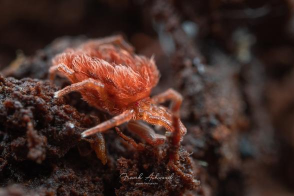 A photograph of a large red mite, with a soft body covered in long feathery digitation on its back.