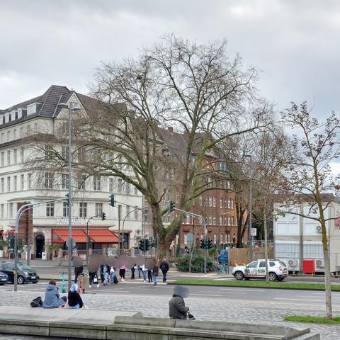 Eine stattliche Platane mit dickem Stamm und ausladender Baumkrone steht an einer Ampelkreuzung. Fußgänger überqueren die Straße.