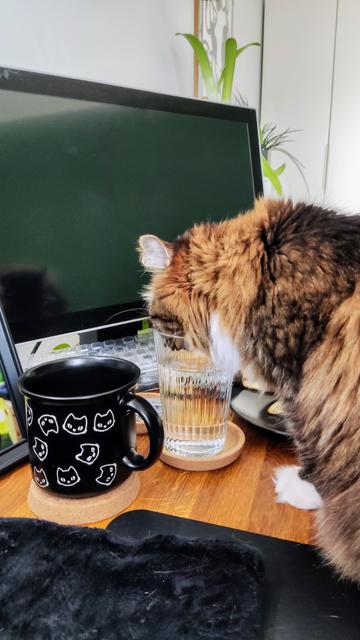 Eine flauschige braune und weiße Katze trinkt aus einem Glas mit Wasser.