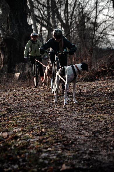 Zwei Hunde am Scooter stehen am Start.