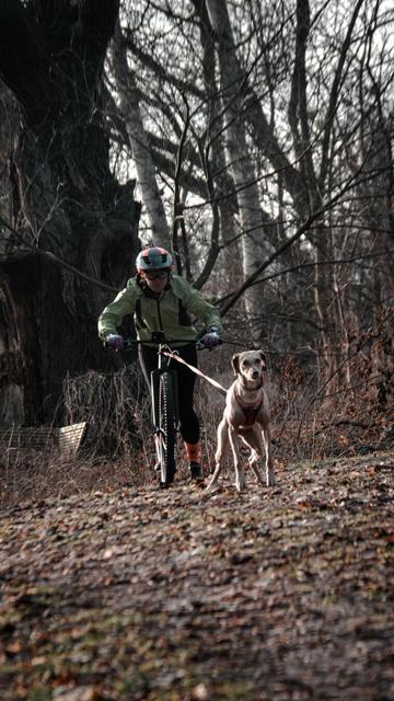 Der blonde Hund am Scooter wartet, dass er los kann.