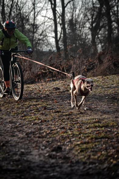 Der blonde Hund läuft los, der Rücken im Galopp gekrümmt.