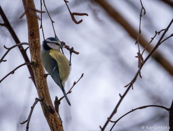 A bird hanging on to a small tree branch.