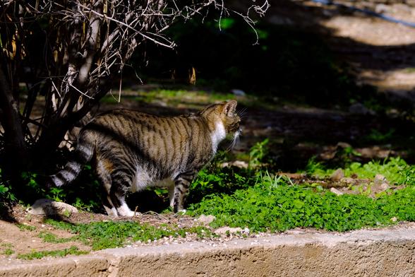 Photo of a tabby cat with white socks and chest in a public park.