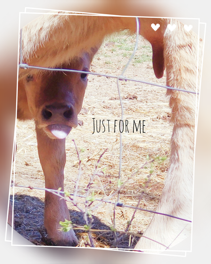 La photo d'un veau sous sa mère qui nous regarde en tirant la langue. En surimpression est écrit en noir "just for me"