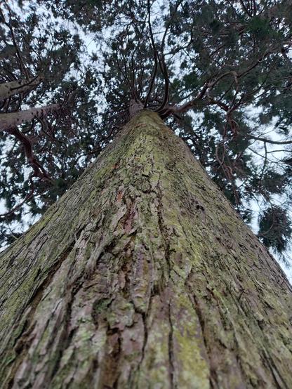 View of a giant sequoia from the ground looking up the trunk.
