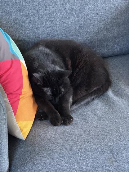 My black cat (Salem), on a grey couch, next to a colorful pillow is laying flat with his head between his extended paws
