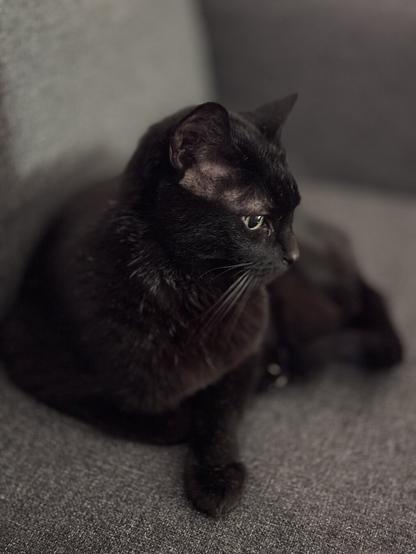 My black cat (Salem), on a grey couch, looking on the right