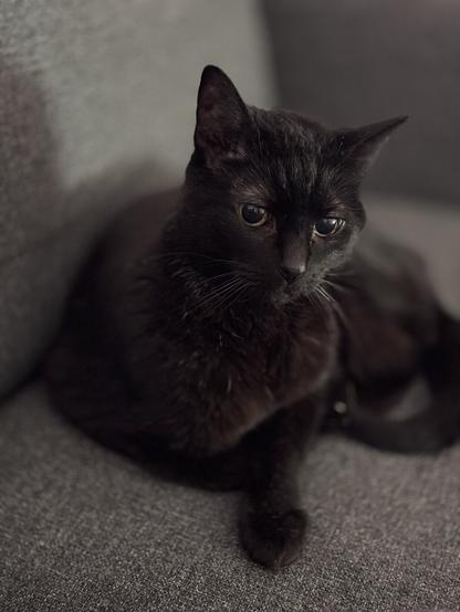 My black cat (Salem), on a grey couch, looking toward my husband