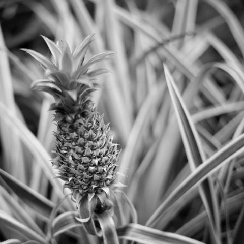 Black and white photo of a spiky, partially grown pineapple-like fruit in front of out-of-focus leaves.