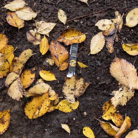Empty black and yellow Al Capone Sweets cigar box with littered on the ground among yellow leaves