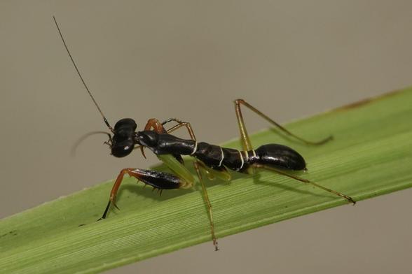 A young mantis with a black body, looking like an ant. The front legs are partially green.