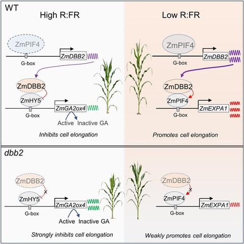 Diagrams comparing WT and dbb2 mutant plants in high R:FR vs. low R:FR conditions. Increasing maize planting density enhances yields but reduces light intensity and red:far-red ratio, triggering shade avoidance responses. Double B-box zinc finger protein 2 functions as a key regulator of plant height and shade avoidance responses in maize, with potential as a genetic target for improving maize varieties in high-density conditions.