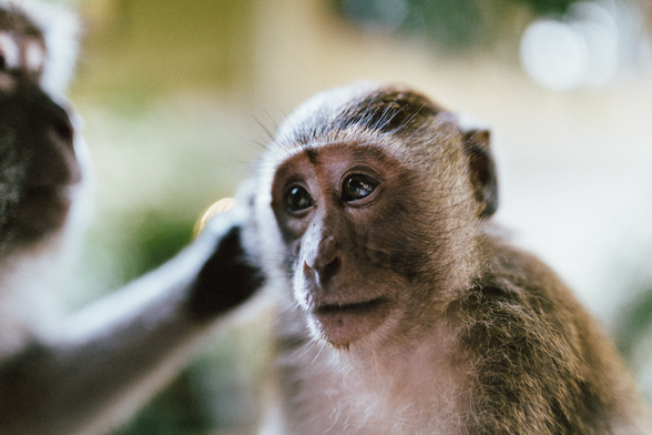 Photo of a macaque monkey in Railay Beach, Thailand.
