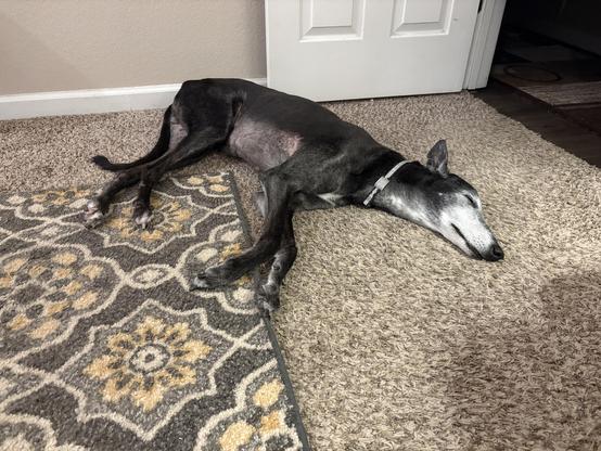 Photo of a black greyhound dog with an aged white face laying on the floor near a doorway, asleep.