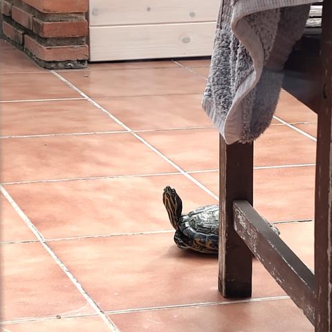 A photo of a yellow-side slider (turtle) peeking from behind a chair's leg. He has a long neck and is slightly looking into the camera (he isn't in reality, as it was done with a zoom from behind a window).