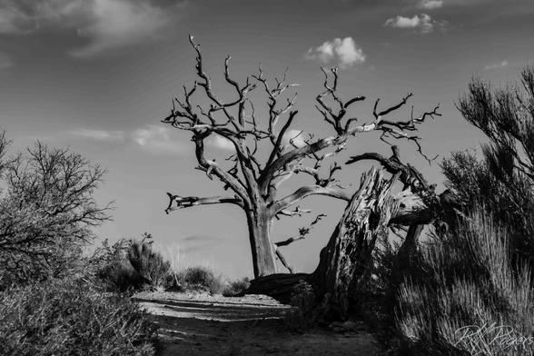 A large dead tree (snag) stands against the backdrop of the sky, its bare silver limbs twisted and immobile.