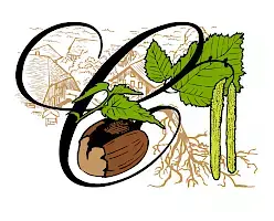 Ein detailiertes Logo aus einem geschwungenen schwarzen C-Buchstaben, welcher sich in eine aufbrechende Haselnuss, Haselnussblätter und männlichen Blütenstände auflöst. Die Farben der primären, figürlichen Elemente sind vereinfacht in flächiges Braun, Grün und Safrangelb, mit schwarzen Details. Im Hintergrund sind oben links ein Vier-Seiten-Hof und unten links eine Wurzel in hellem braun gezeichnet.
Eine Designarbeit von Bastian Kalkbrenner entstanden im Auftrag eines Bauernhofs in der Schweiz