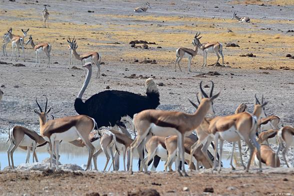 Als je in Namibië rondreist is het in mijn ogen een must om Etosha National Park te bezoeken. Ik heb er hele goede herinneringen aan en bleef toen maar foto’s maken. Mijn foto’s zie je op mijn website. Kijk je mee? 👇

https://jtravel.nl/afrika/zuid-afrika-namibie/foto-s-etosha-national-park-1/

en

https://jtravel.nl/afrika/zuid-afrika-namibie/foto-s-etosha-national-park-2/

#etoshanationalpark #namibie