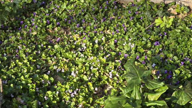 The image shows a dense ground cover of green leaves interspersed with small, purple, and white flowers. The plants are wild violets, known for their heart-shaped leaves and characteristic flowers. There are larger leaves visible in the foreground, which could belong to a different plant.