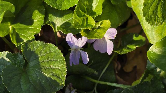 The image shows some violet flowers surrounded by green leaves. The flowers have delicate, light purple petals.