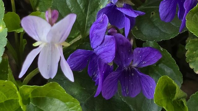 The image shows a cluster of violets with strong purple and light purple flowers surrounded by green leaves.
