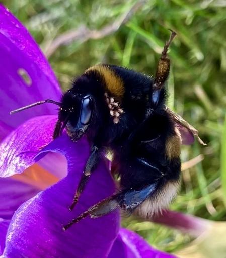 Een aardhommel op een paarse krokus, met lichtgekleurde mijten in haar hals en een opgestoken pootje. Op de achtergrond groen gras.