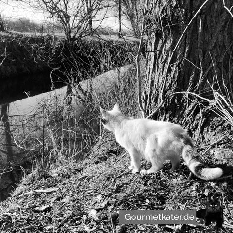 Katze am Fluß