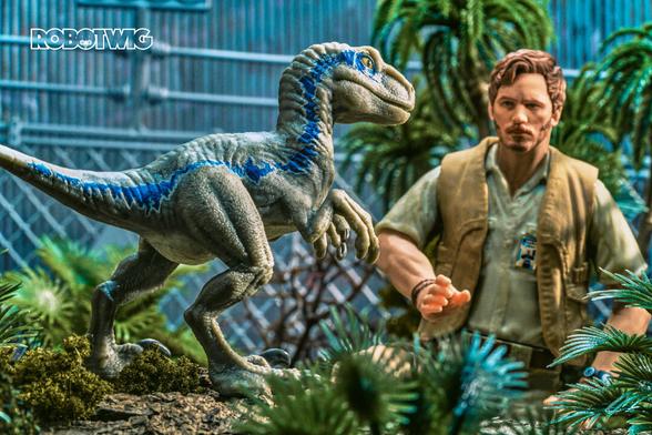 Owen training Baby blue Raptor in enclosure. Trees and fences can be seen in background. Blue is walking along a tree stump
