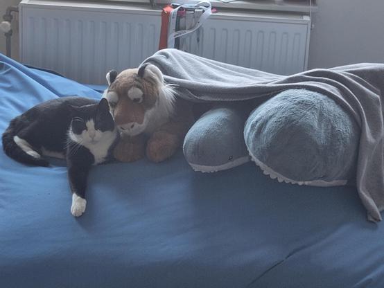 On a soft blue surface, from left to right, and all facing towards the camera: A tuxedo cat with one paw streched out, a cuddly tiger under a grey blanket, a Smolhaj cuddly shark under the same grey blanket, a Blåhaj cuddly shark under the same grey blanket.

I think that the words that grumpy cat had with Chip, helped!