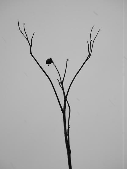 The image shows the silhouette of a bare tree branch against a plain background. The branch is thin, with some smaller offshoots, and appears to be devoid of leaves, suggesting it might be during a colder season.