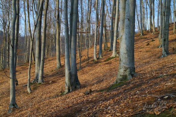 Beech forest in the warm afternoon sun. The photo shows a young beech forest on the mountainside. The photo is divided roughly into two halves, from the lower left to the upper right corner. Bottom half - the forest floor - is completely covered with brown and orange dry leaves and overgrown with young beech trees. One tree on the right side of the frame is older. In the upper half of the photo, you can see a fuzzy forest on another hill, with a slightly blue sky above it.