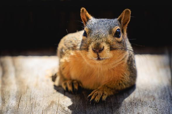 A photo of a fox squirrel (Sciurus niger), a large gray and yellow colored tree squirrel, leaning out of a gray wooden nesting box and peering down at the camera.